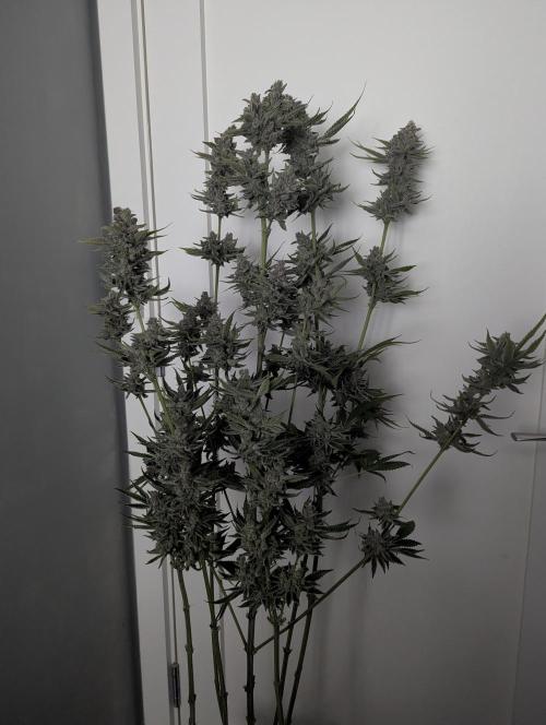 Blue Zushi - Dutch Passion. Week 17
