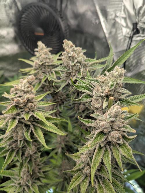 Blue Zushi - Dutch Passion. Week 17