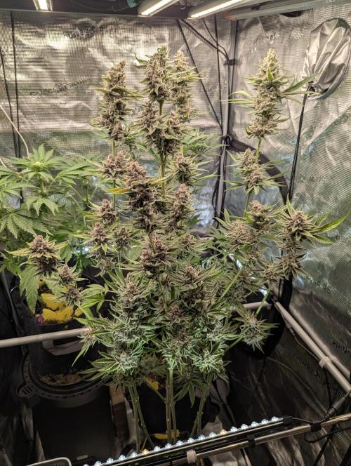 Blue Zushi - Dutch Passion. Week 17