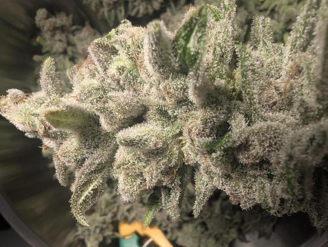 Blue Zushi - Dutch Passion. Week 17