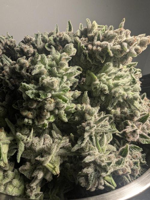 Blue Zushi - Dutch Passion. Week 17