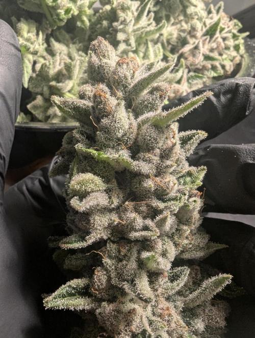 Blue Zushi - Dutch Passion. Week 17