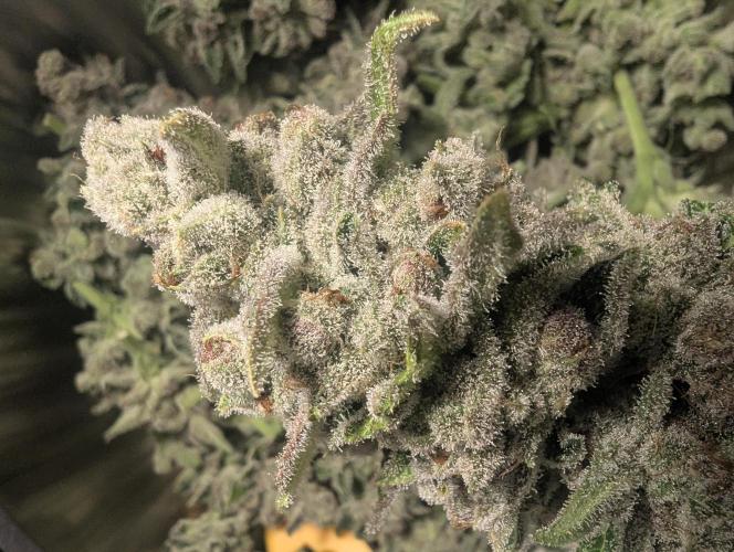Blue Zushi - Dutch Passion. Week 17