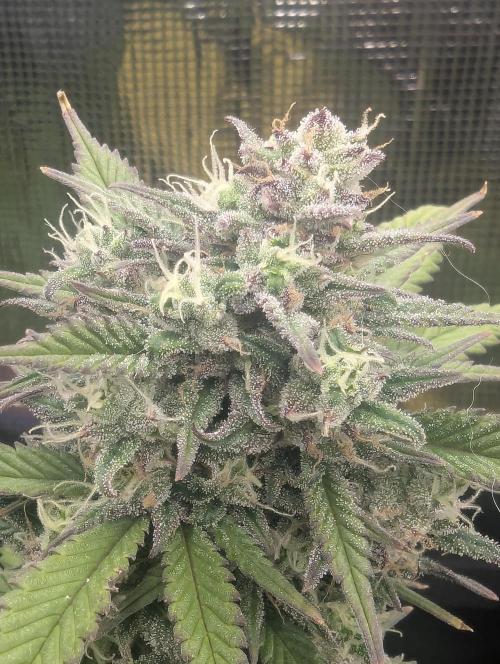 Strawberry Gorilla Auto - FastBuds. Week 8