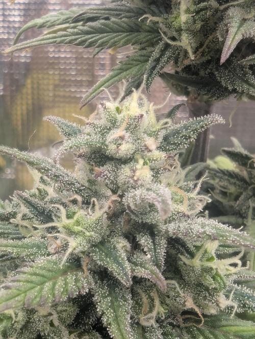 Strawberry Gorilla Auto - FastBuds. Week 8