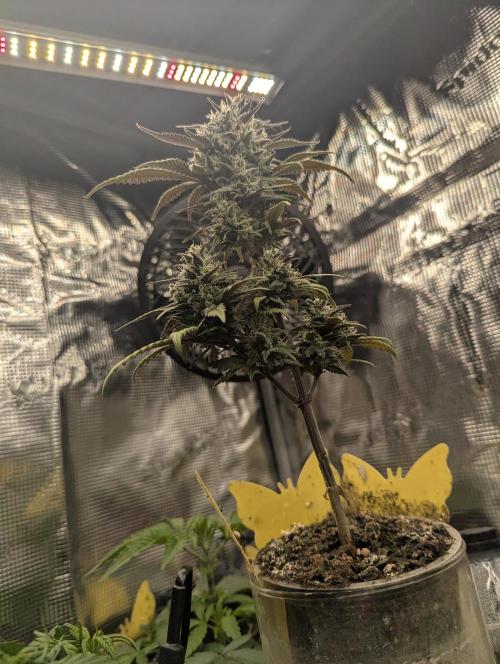 Strawberry Gorilla Auto - FastBuds. Week 8