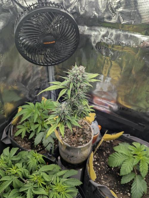 Strawberry Gorilla Auto - FastBuds. Week 8