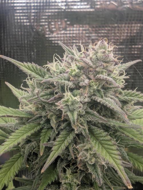 Strawberry Gorilla Auto - FastBuds. Week 8
