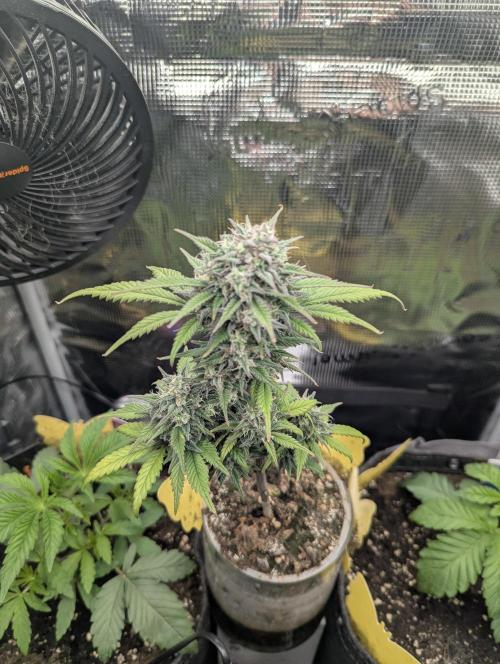 Strawberry Gorilla Auto - FastBuds. Week 8