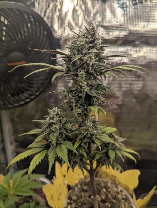 Strawberry Gorilla Auto - FastBuds. Week 8