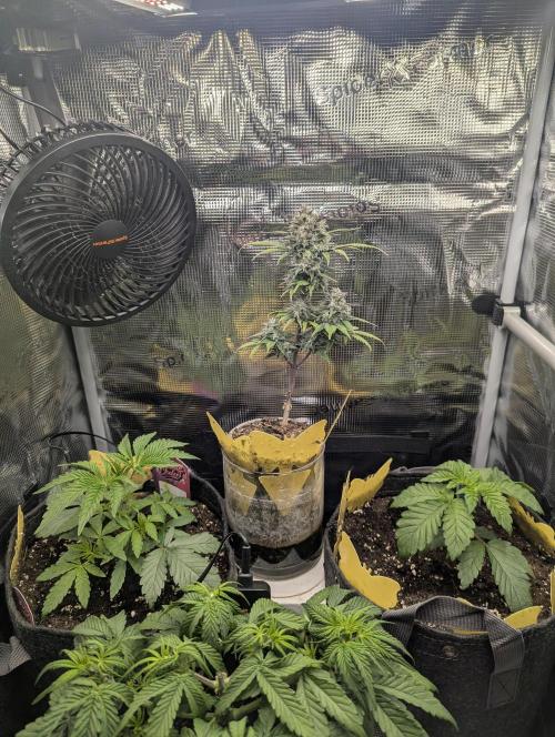 Strawberry Gorilla Auto - FastBuds. Week 8