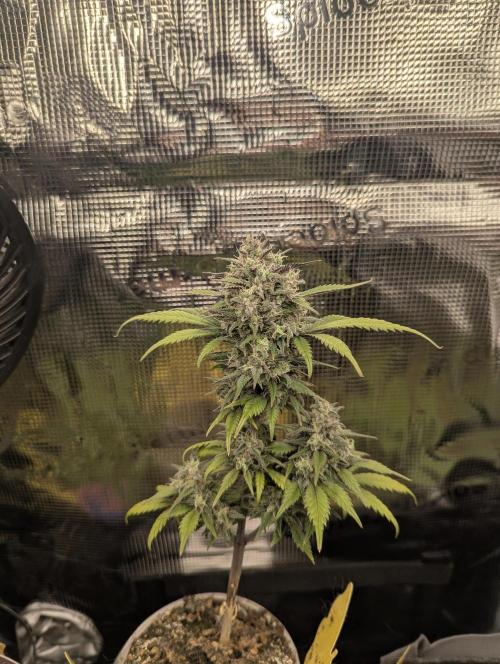Strawberry Gorilla Auto - FastBuds. Week 8