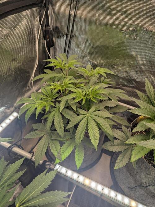 Wizard Fuel - Wizard Trees. Week 5