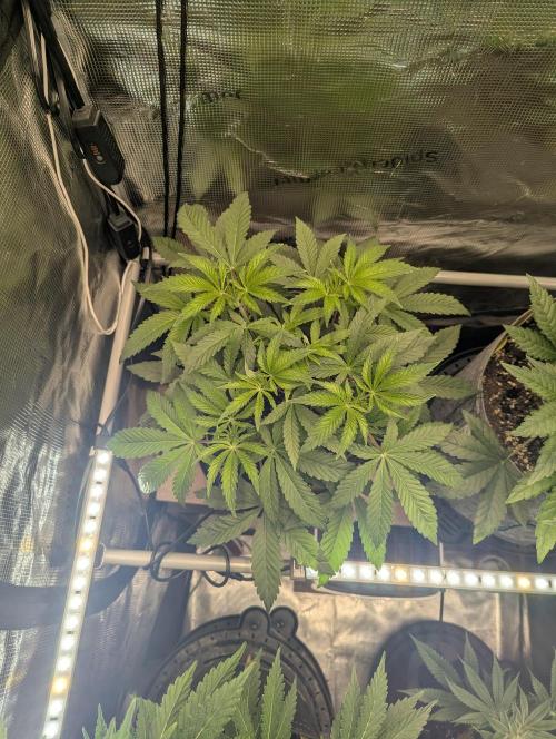 Wizard Fuel - Wizard Trees. Week 5