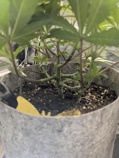Wizard Fuel - Wizard Trees. Week 5