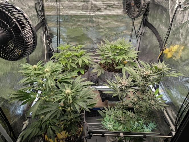 Wizard Fuel - Wizard Trees. Week 5