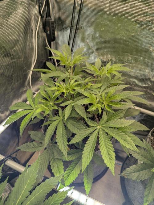Wizard Fuel - Wizard Trees. Week 5
