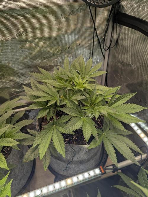 British Delight - Wizard Trees. Week 5