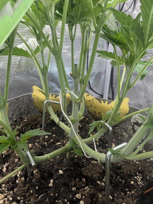 British Delight - Wizard Trees. Week 5