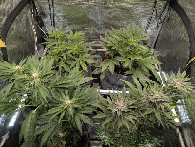 British Delight - Wizard Trees. Week 5