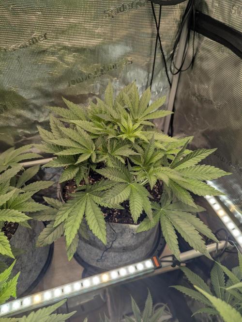 British Delight - Wizard Trees. Week 5