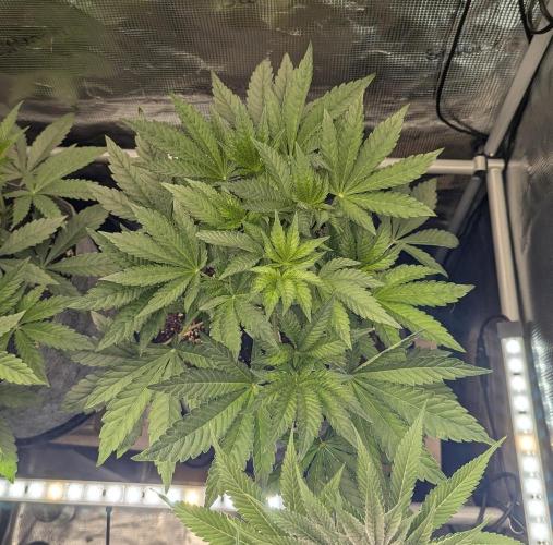 British Delight - Wizard Trees. Week 5