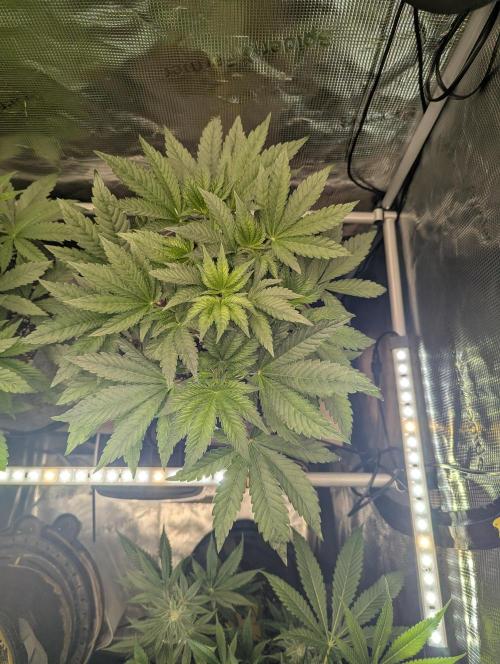 British Delight - Wizard Trees. Week 5