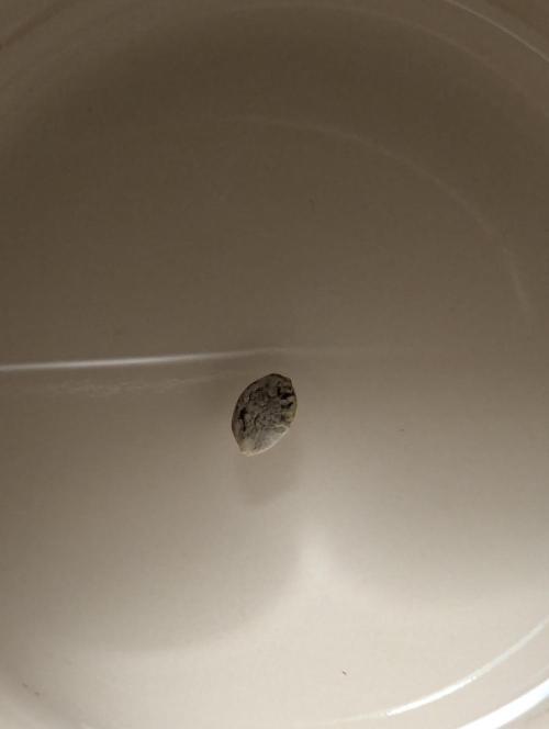 Potion - Wizard Trees. Week 0