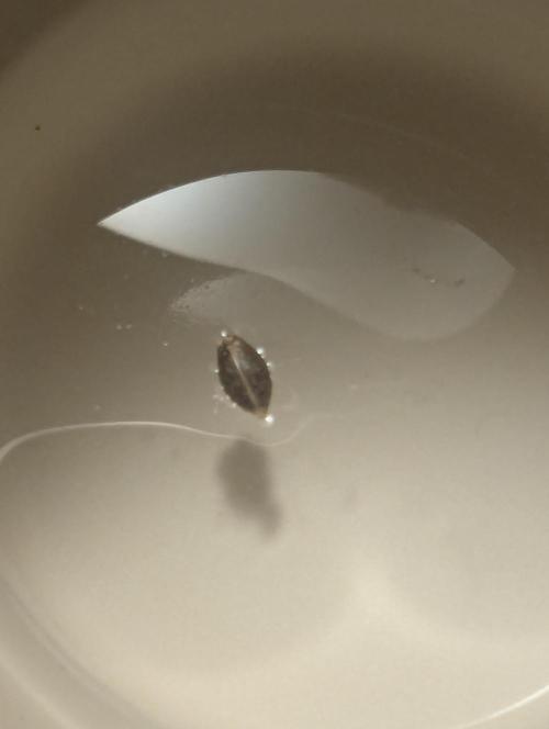 Grand Prixx - Wizard Trees. Week 0