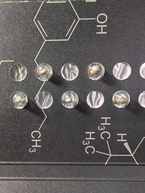 Holy Snow - Greenhouse Seed Co.. Week 0