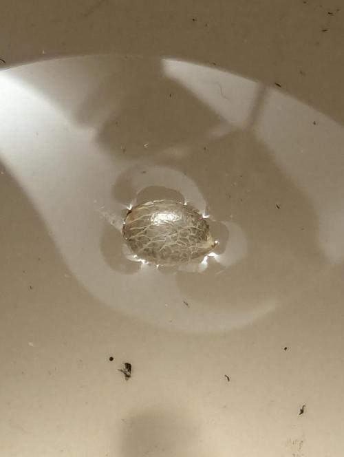 Holy Snow - Greenhouse Seed Co.. Week 0