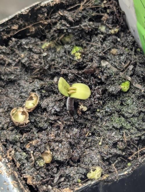 Holy Snow - Greenhouse Seed Co.. Week 0