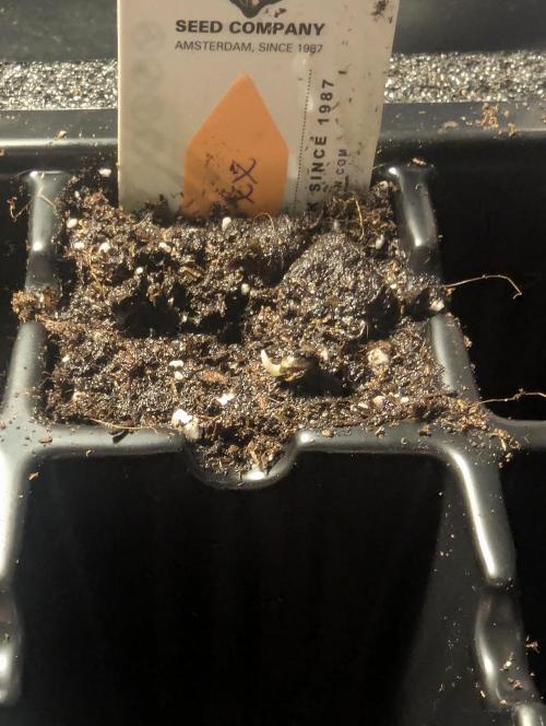 Grand Prixx - Wizard Trees. Week 0