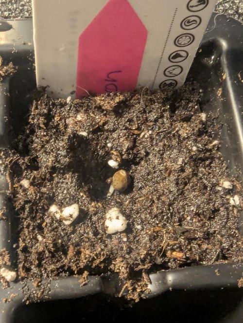 Potion - Wizard Trees. Week 0