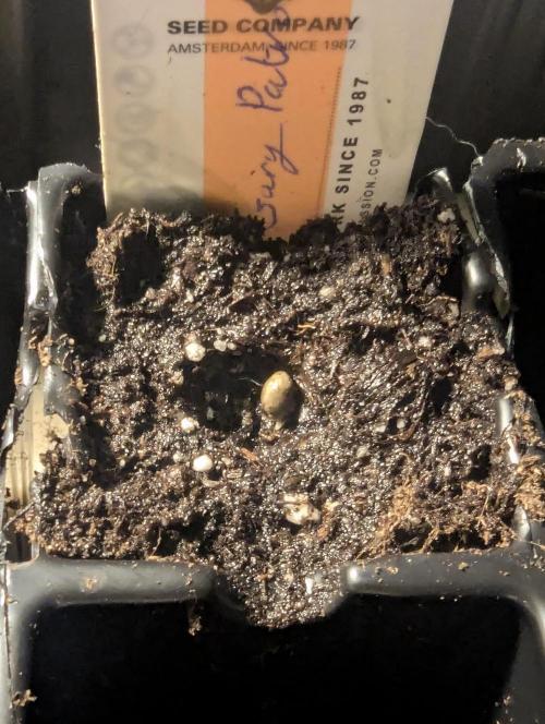 Gary Patron - Nine Weeks Harvest. Week 0