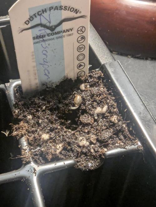 ZkyscraperZ - N.Y.Ceeds. Week 0