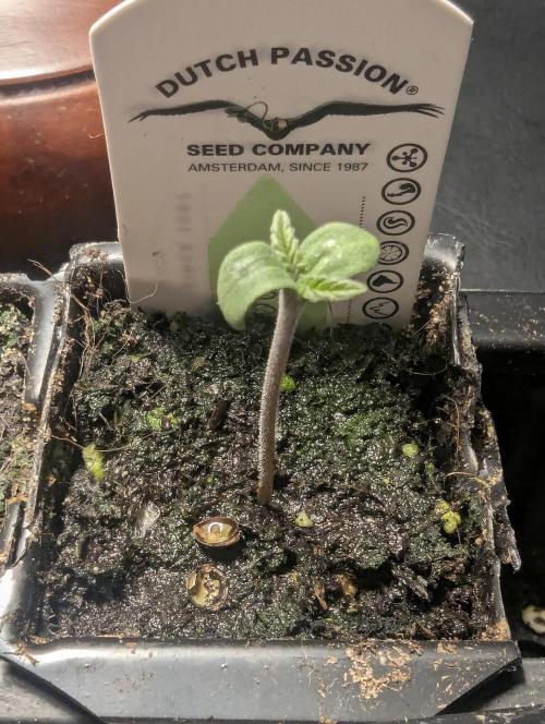 Holy Snow - Greenhouse Seed Co.. Week 0