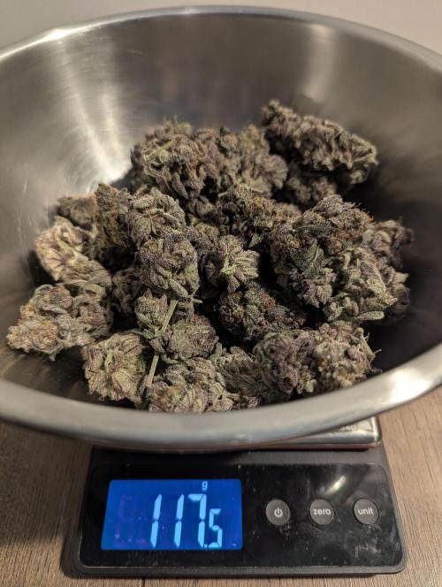 Black Cherry Gushers - Barney's Farm. Week 16