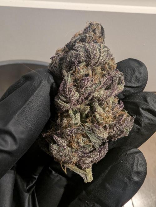 Black Cherry Gushers - Barney's Farm. Week 16