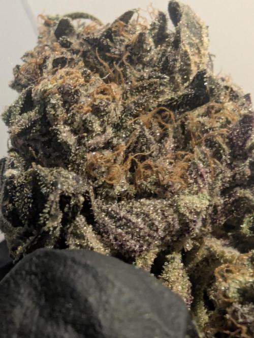 Black Cherry Gushers - Barney's Farm. Week 16