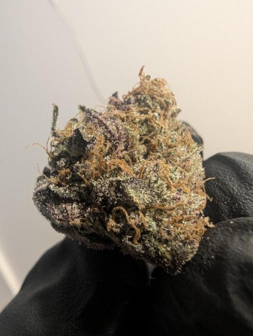 Black Cherry Gushers - Barney's Farm. Week 16