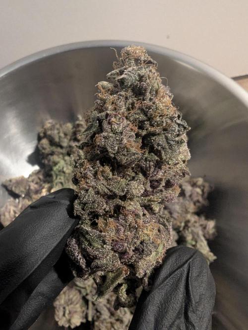 Black Cherry Gushers - Barney's Farm. Week 16