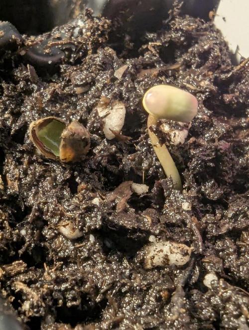 Potion - Wizard Trees. Week 0