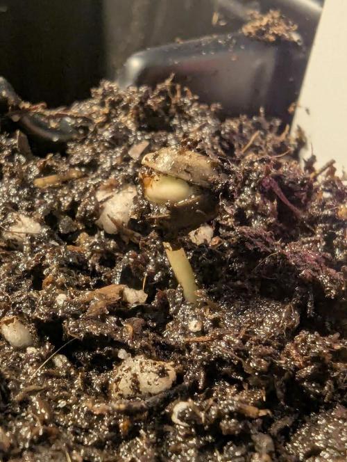 Potion - Wizard Trees. Week 0