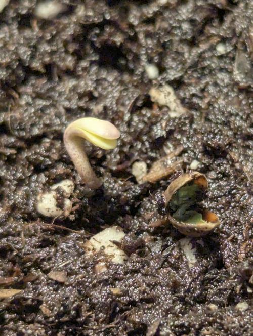 Potion - Wizard Trees. Week 0