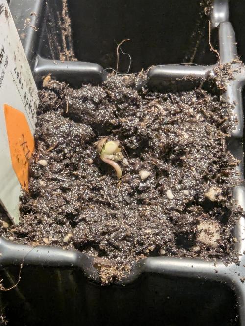 Grand Prixx - Wizard Trees. Week 0