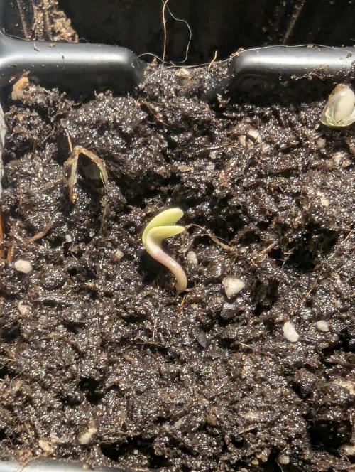 Grand Prixx - Wizard Trees. Week 0