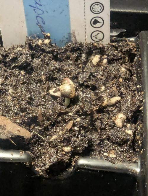 ZkyscraperZ - N.Y.Ceeds. Week 0