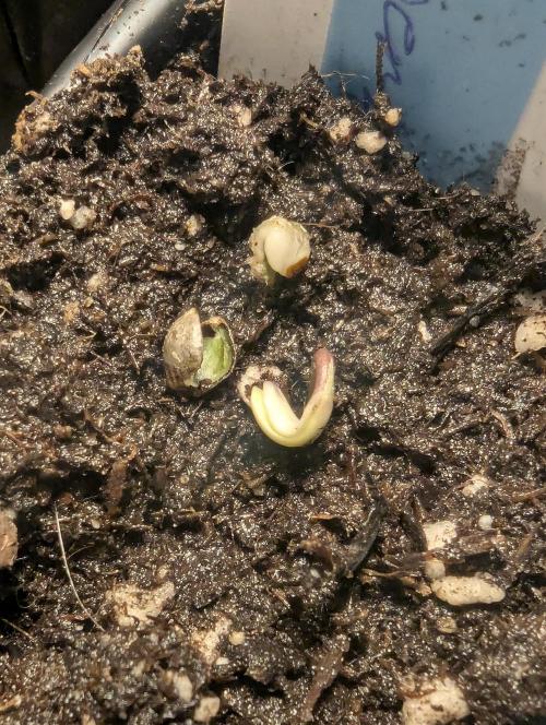 ZkyscraperZ - N.Y.Ceeds. Week 0