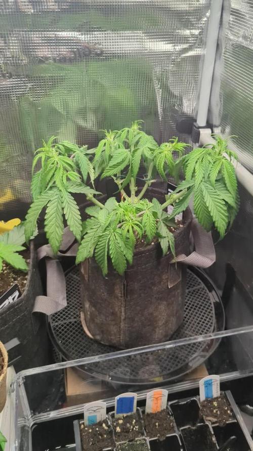 AlienZ Automatic - Greenhouse Seed Co.